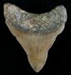 Bargain Megalodon Tooth #6995-2